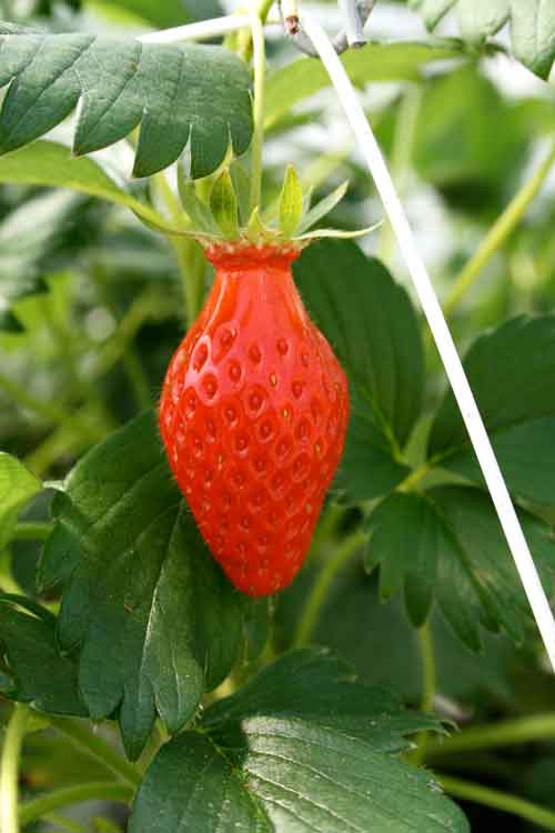 fraise-gros-plan---aapra-region-aquitaine