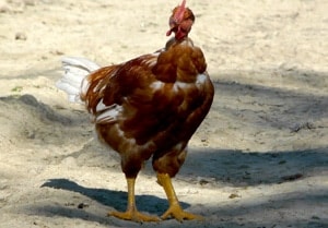 poulet-fermier2