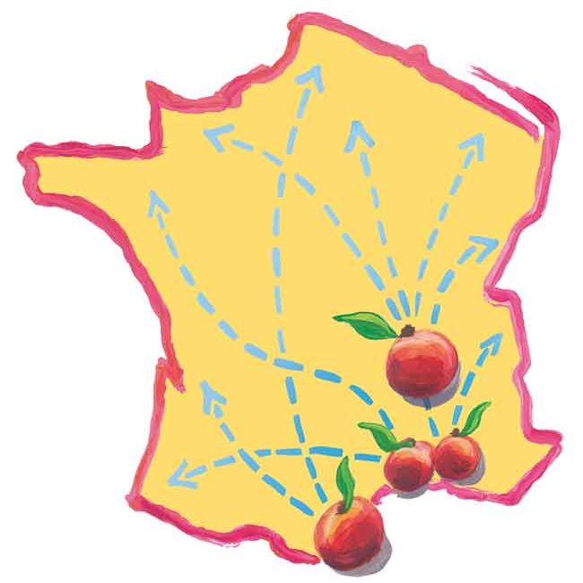 pêches et nectarines de France