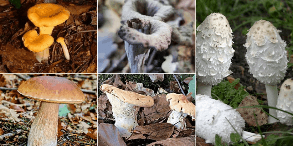 Décortiquons cinq champignons que vous trouverez dans l’Aube