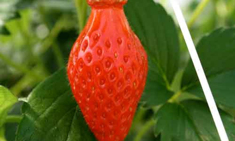 fraise-gros-plan---aapra-region-aquitaine