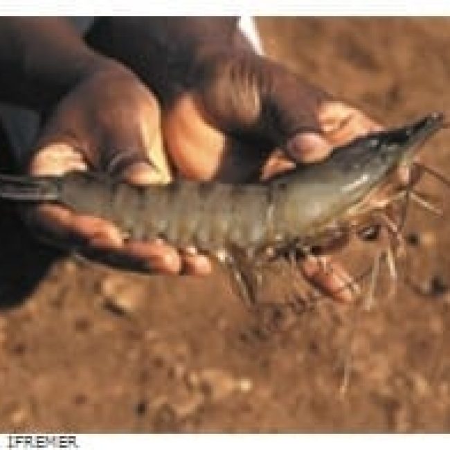 Manger des crevettes de Madagascar