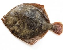 Le Turbot, ce beau poisson plat en forme de losange…