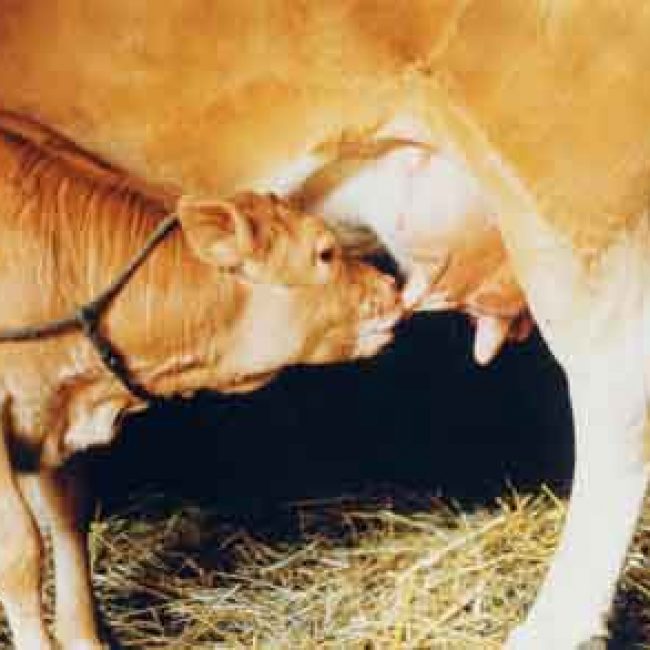 Le Veau Fermier du Limousin