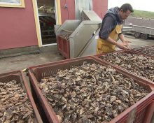 Huîtres nées en écloserie : pourquoi des associations tirent la sonnette d’alarme