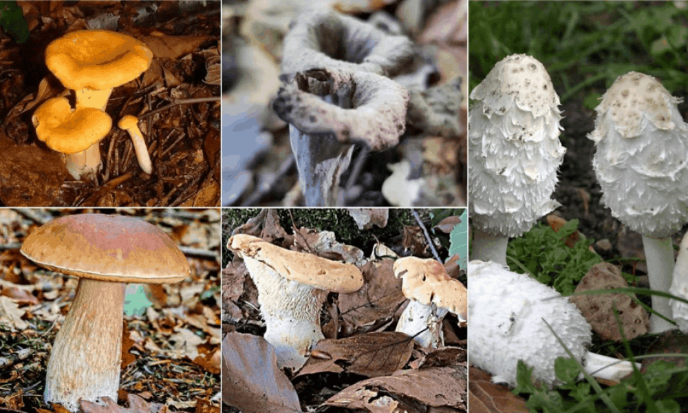 Décortiquons cinq champignons que vous trouverez dans l’Aube