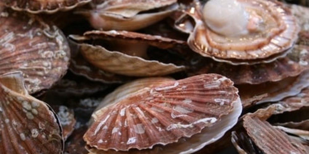 Fête de La Coquille Saint Jacques Nouvelle