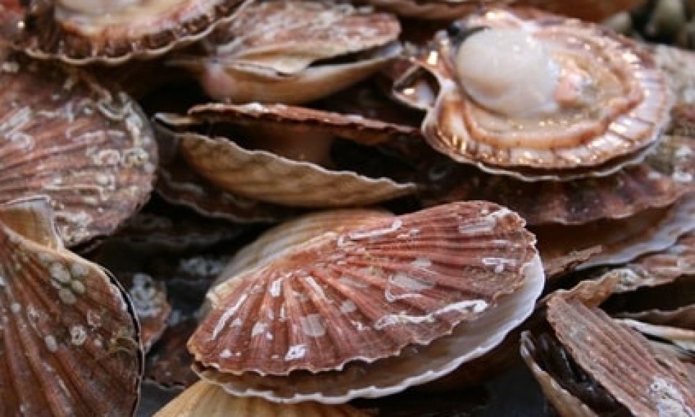 la coquille saint