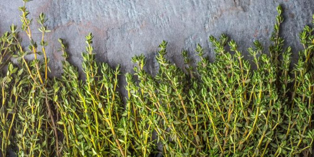 Le thym de Provence obtient une AOP
