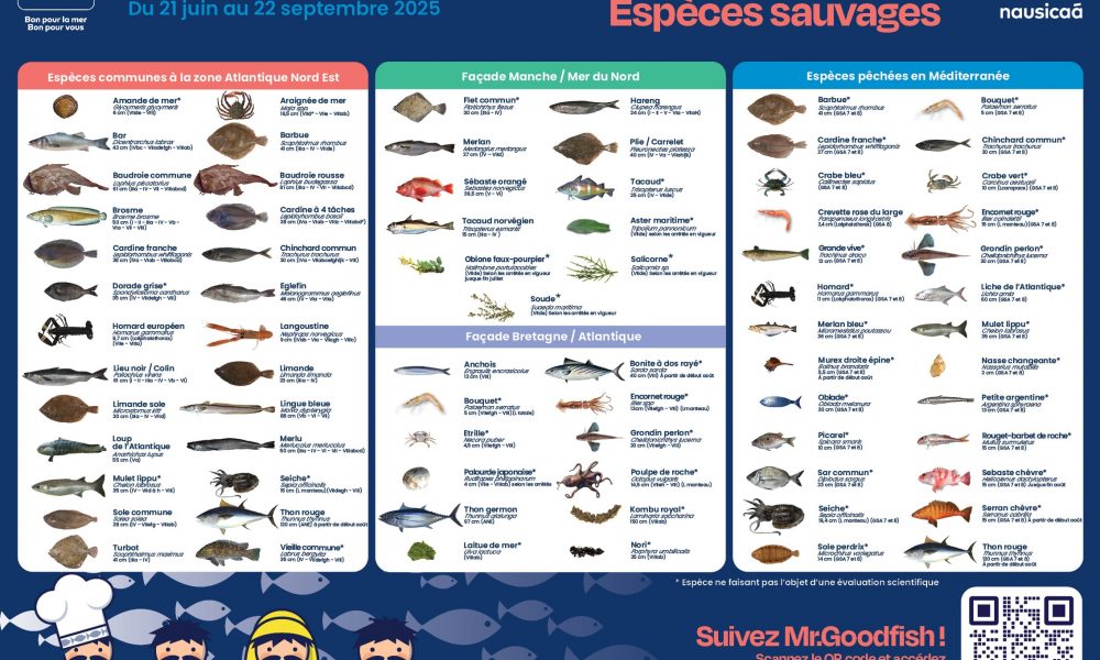 À l’arrivée de l’été, Mr.Goodfish nous fait ses recommandations