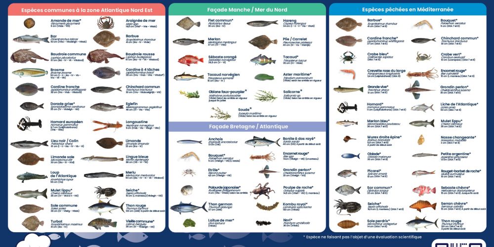 À l’arrivée de l’été, Mr.Goodfish nous fait ses recommandations