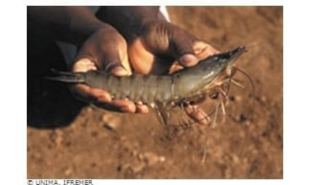 Crevette Madagascar
