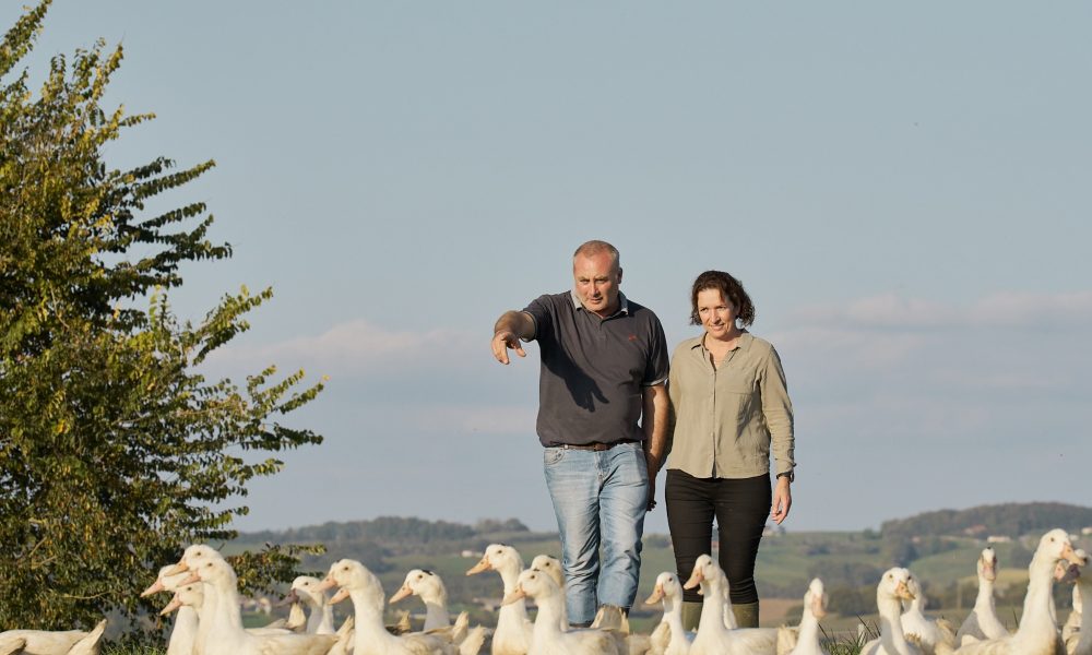 La filière canard Rougié : de la ferme à l’assiette, l’excellence maîtrisée