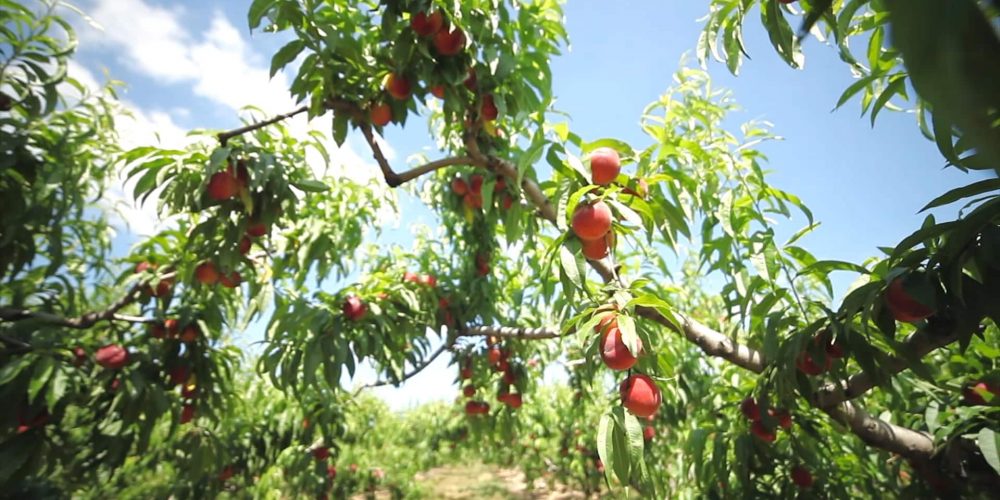 De la Drôme au Soleil Levant… Ravifruit sourceur au service des Chefs !