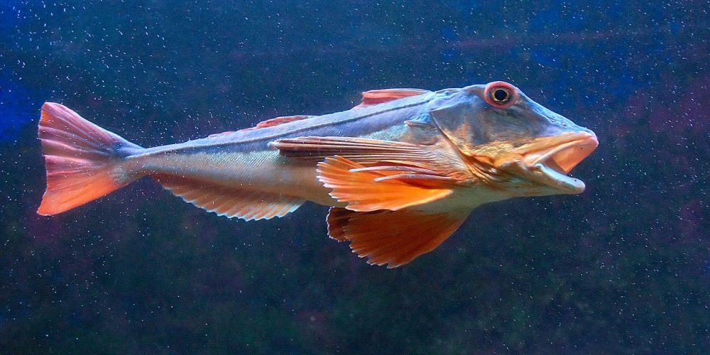 Le Grondin Perlon, recommandation de la semaine