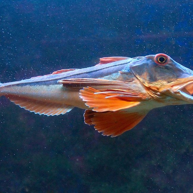 Le Grondin Perlon, recommandation de la semaine