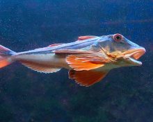 Le Grondin Perlon, recommandation de la semaine