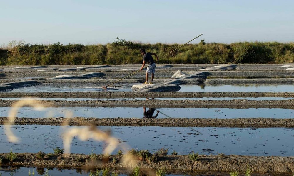 De la Récolte à l’Assiette : l’Excellence du Sel Le Guérandais