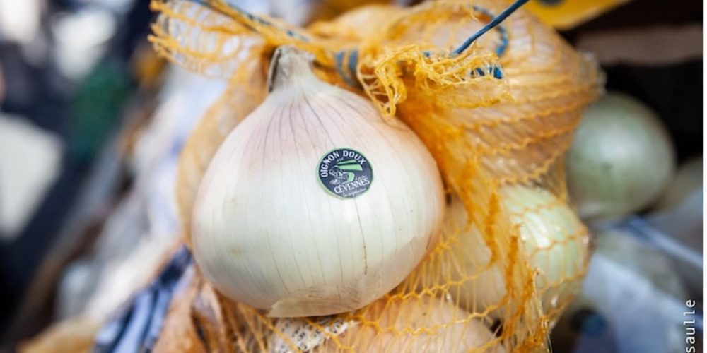L’oignon doux des Cévennes, le grand séducteur