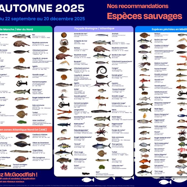 Mr.Goodfish nous fait ses recommandations pour cet automne
