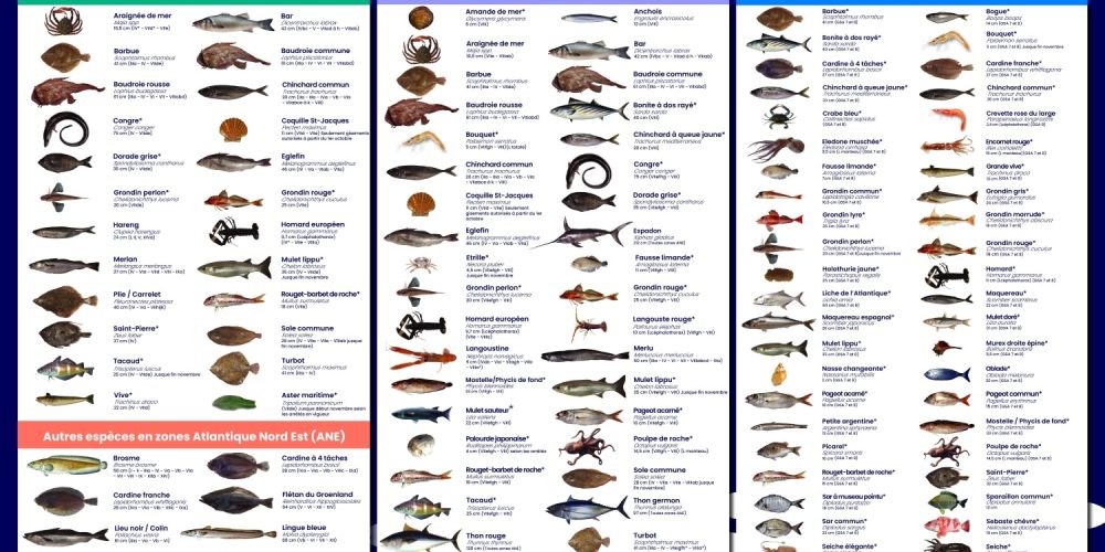 Le calmar, l’allié des fêtes recommandé par Mr.Goodfish pour la saison Hiver !