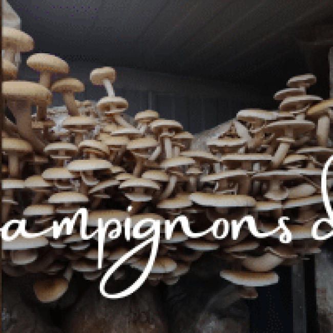 Une nouveauté qui va étonner !