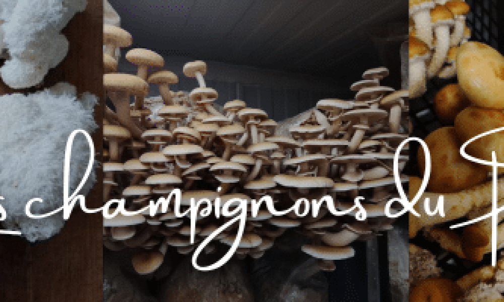 Une nouveauté qui va étonner !