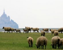 L’Agneau de Pré-salés du Mont-Saint-Michel