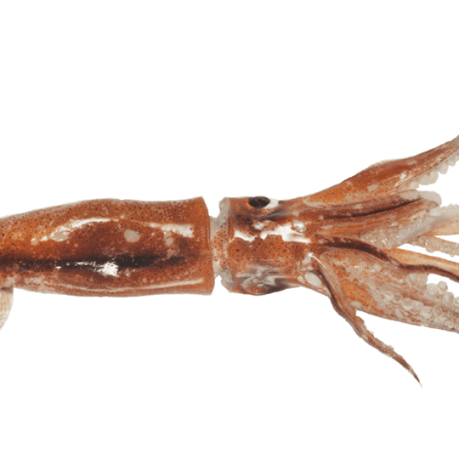 Le calmar, l’allié des fêtes recommandé par Mr.Goodfish pour la saison Hiver !