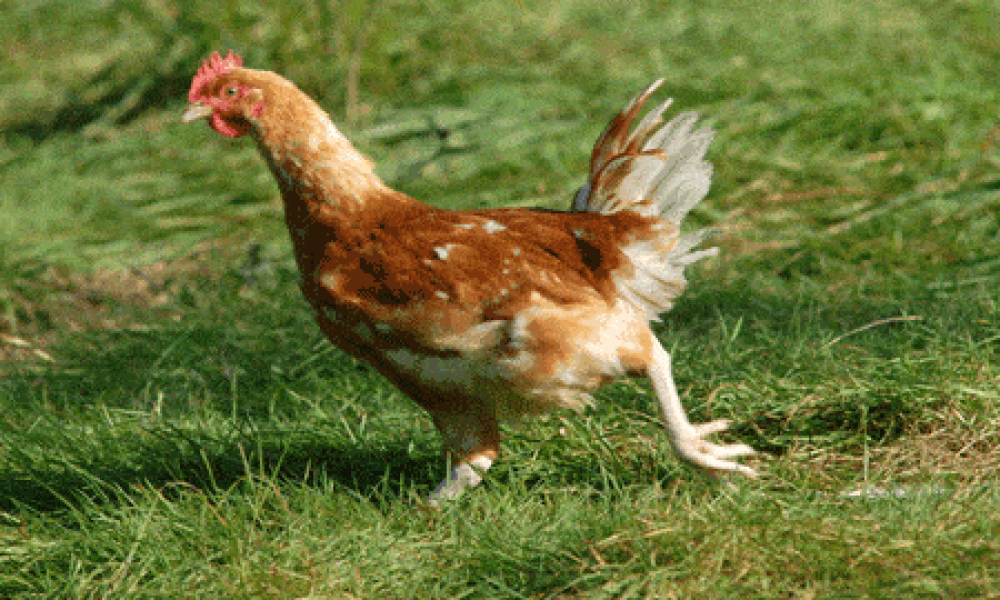 2007-11-05--Lou_poulets_blancs_-25BD