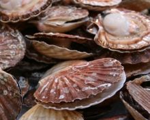 Fête de La Coquille Saint Jacques Nouvelle