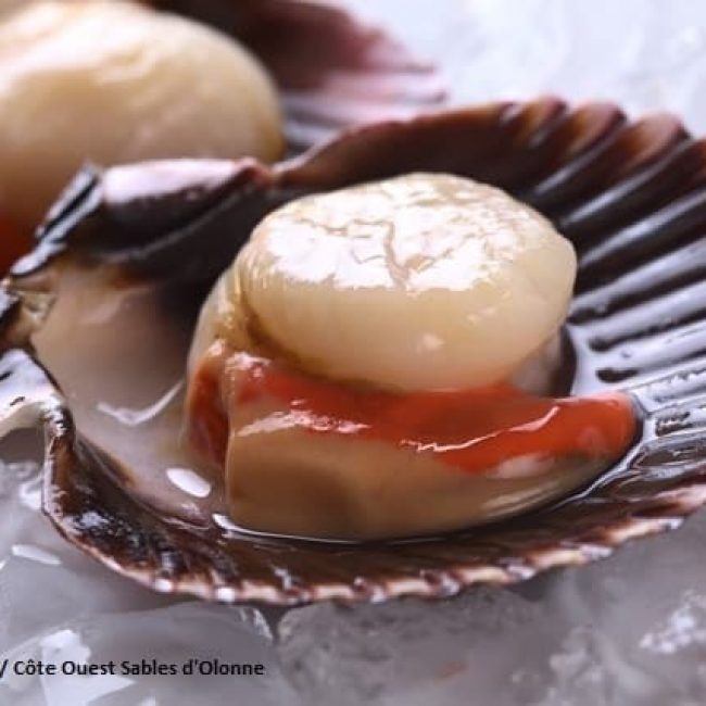 MANGER DE LA COQUILLE SAINT-JACQUES, C’EST BON POUR LA PLANÈTE !