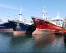 Le maquereau retrouve son statut de poisson durable certifié