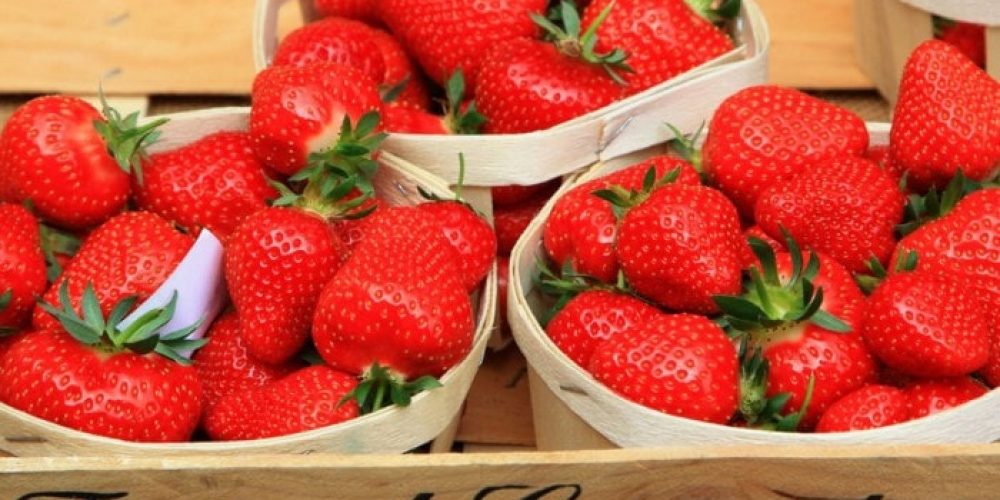 La fraise de Carpentras officiellement protégée