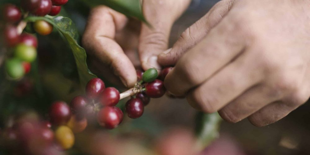 La quête du café parfait