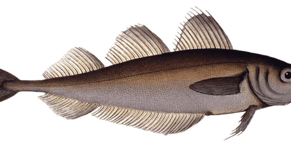 Le Merlan, une espèce Mr. Goodfish