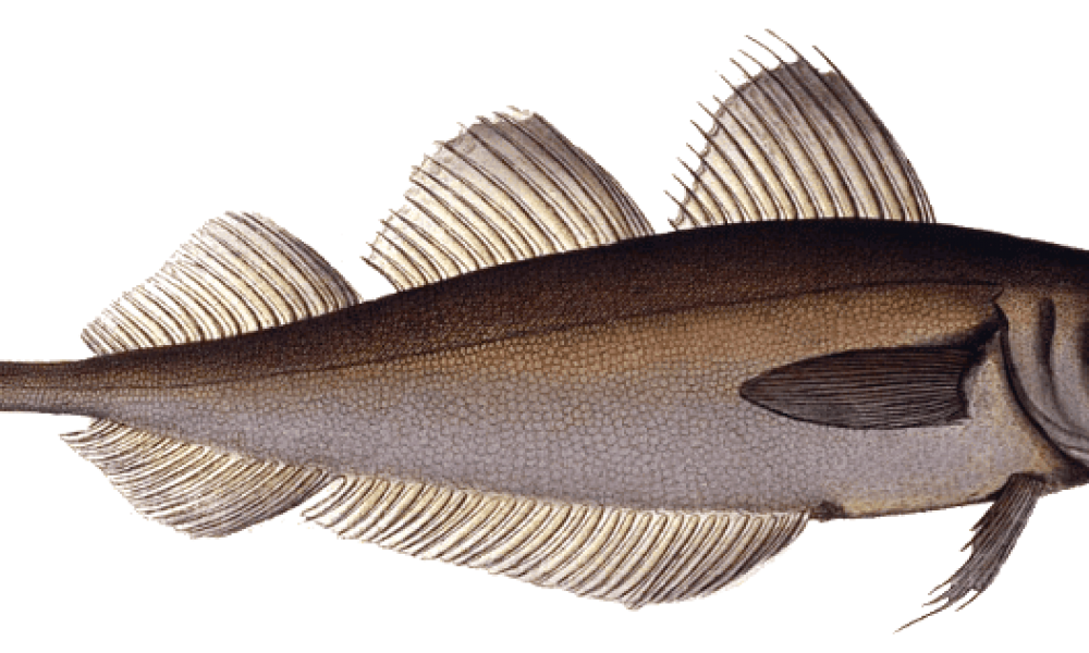 merlan détouré wikimedia