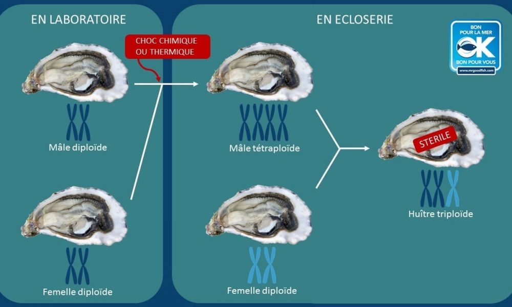 schéma huître triploïde
