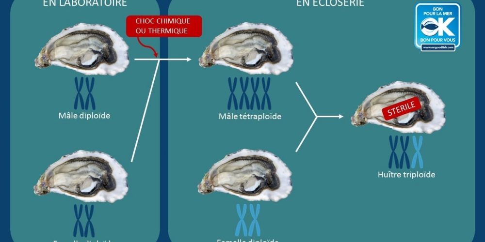 L’Huître triploïde par Mr.Goodfish