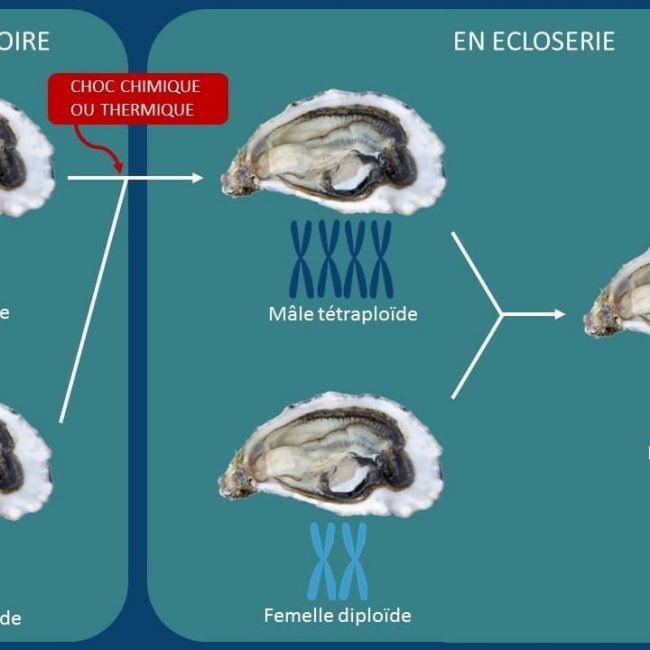 L’Huître triploïde par Mr.Goodfish