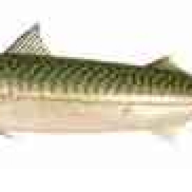 Manger du maquereau, c’est bon pour la planète !