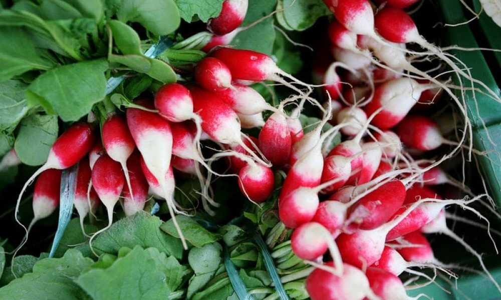 fdv 15 estebe radis 09 t.800