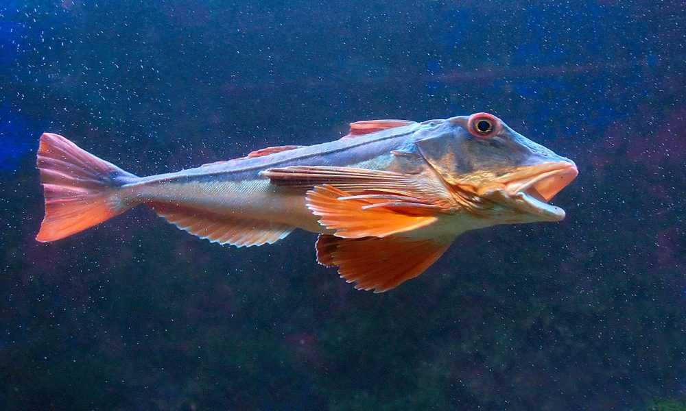 Le Grondin Perlon, recommandation de la semaine