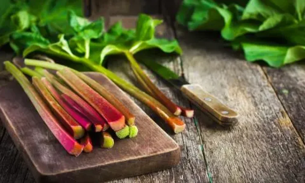 Petite histoire de la rhubarbe