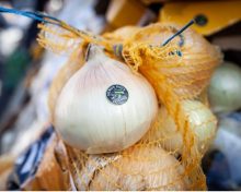 L’oignon doux des Cévennes, le grand séducteur