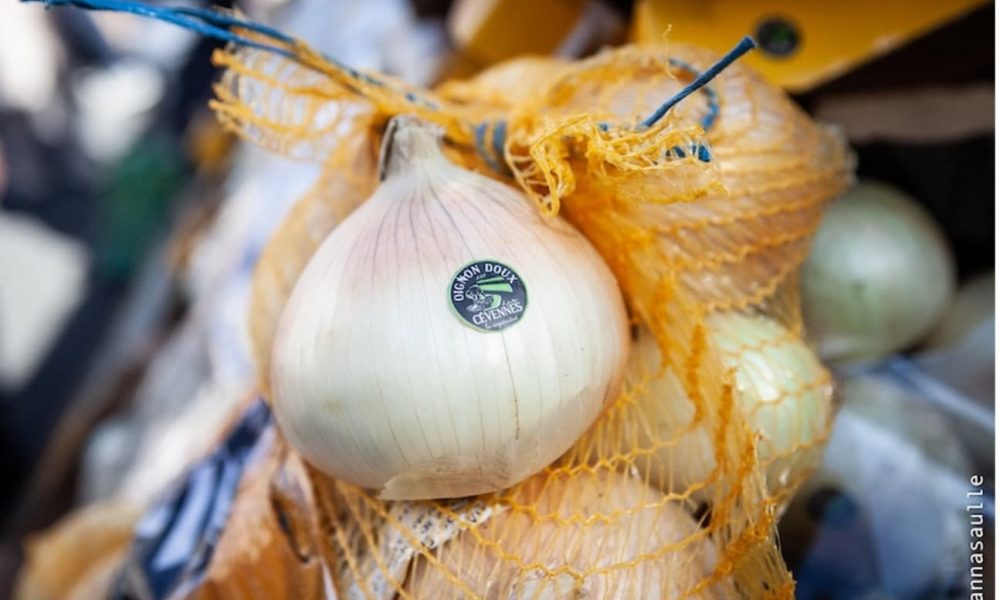 L’oignon doux des Cévennes, le grand séducteur