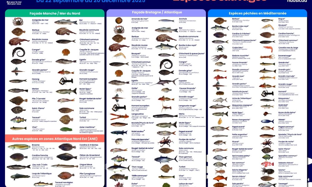 Mr.Goodfish nous fait ses recommandations pour cet automne