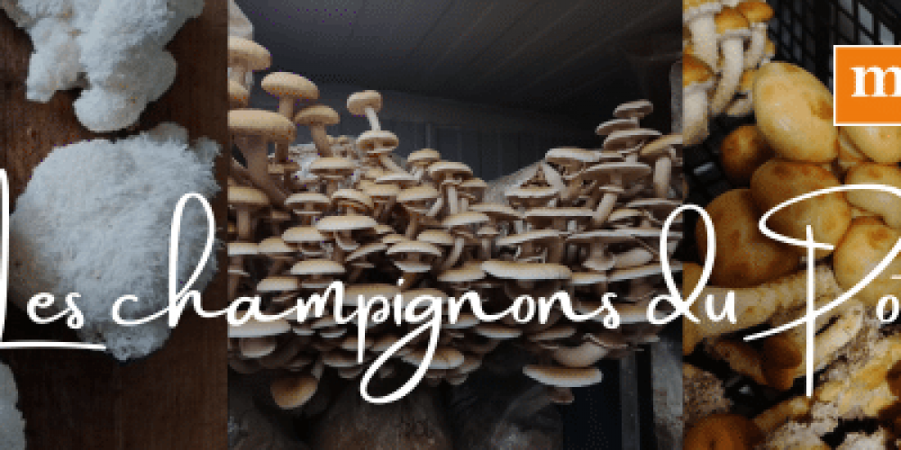 Une nouveauté qui va étonner !