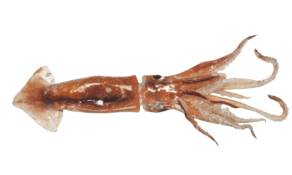 Le calmar, l’allié des fêtes recommandé par Mr.Goodfish pour la saison Hiver !