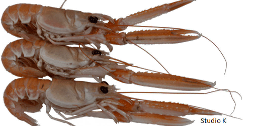 La Langoustine